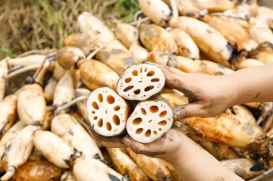 抗氧化、护血管……这4种食物，建议秋天常吃→